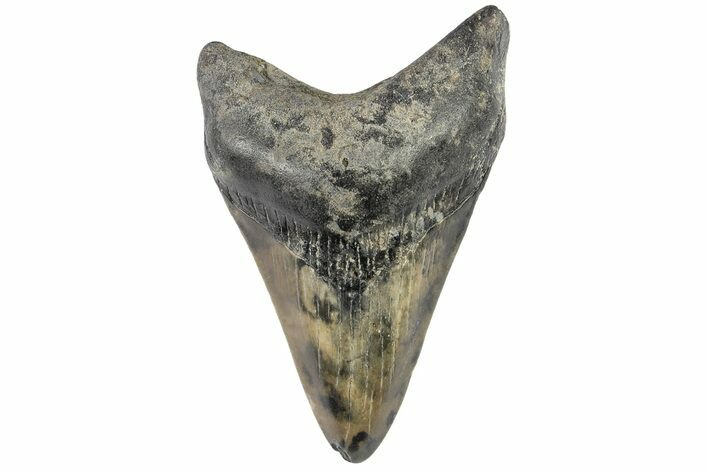 Juvenile Megalodon Tooth - South Carolina #169312